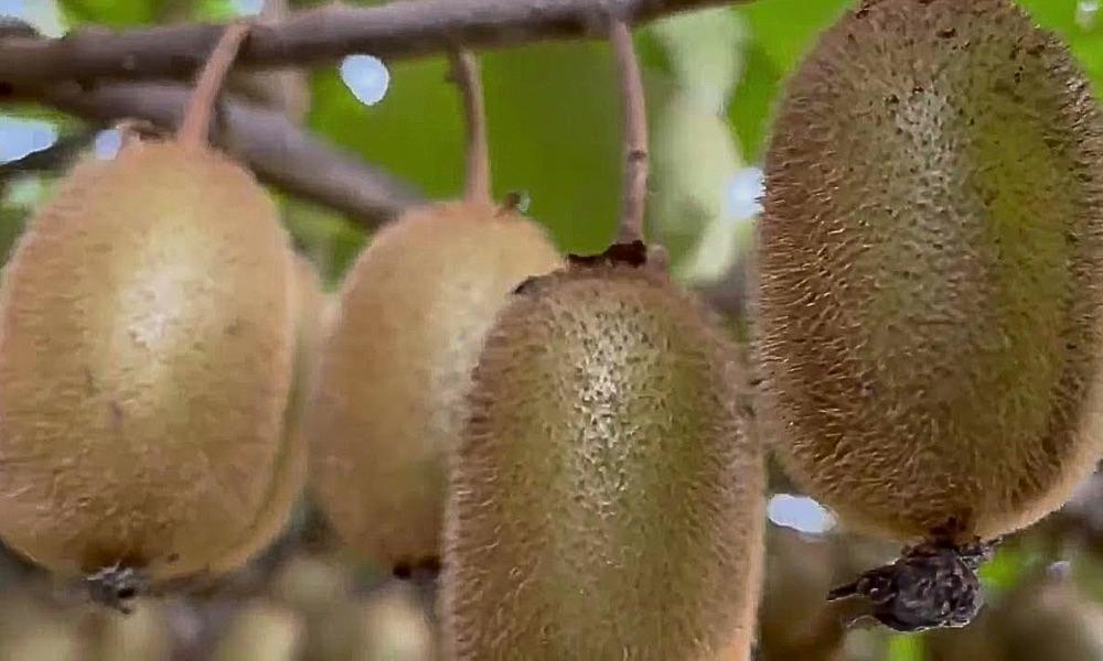 Přírodní rovnováha